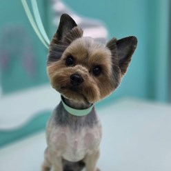 Фото компании  Зоосалон PekkerGroom 10