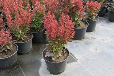 Фото компании ИП Садовый центр "Green Town" 41