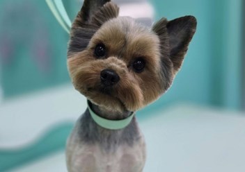 Фото компании  Зоосалон PekkerGroom 10