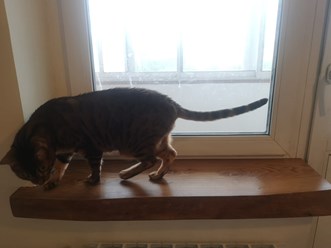 Подоконник из слэба карагача