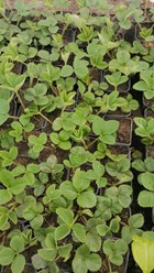 Фото компании ИП Питомник саженцев 1