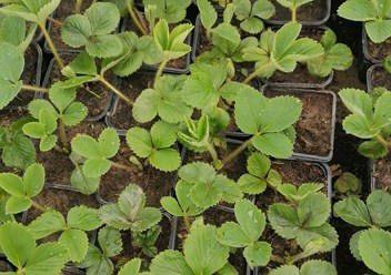 Фото компании ИП Питомник саженцев 1