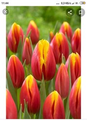 Фото компании  Тюльпаны выращены в Верxoважье 6