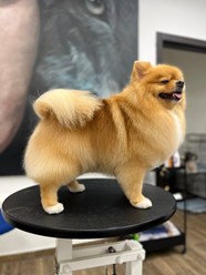 Фото компании  UrbanDog 14