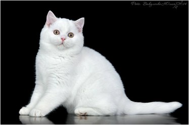 Фото компании ИП Питомник шотландских кошек 8