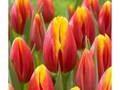 Фото компании  Тюльпаны выращены в Верxoважье 6