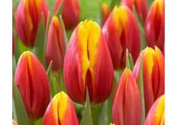 Фото компании  Тюльпаны выращены в Верxoважье 6