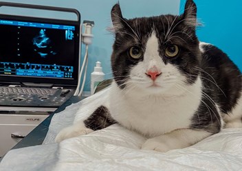 ЭХО сердца животным