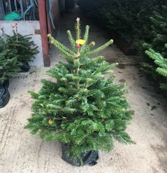 Пихта Нордмана в горшке