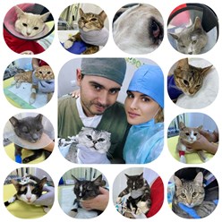 Фото компании ООО Кабинет ветеринарной медицины 48