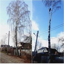 Фото компании ИП Спил/ обрезка деревьев 6