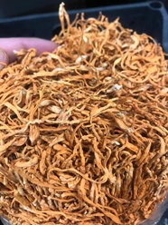 Кордицепс, 4700 р/кг