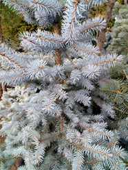 Фото компании ООО Питомники растений "Зеленая гостиная" 1