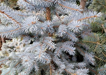 Фото компании ООО Питомники растений "Зеленая гостиная" 1