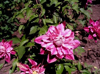 Фото компании  Бал Цветов 8