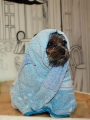 Фото компании  КОТиКо 2