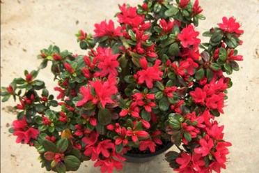 Фото компании ИП Садовый центр "Green Town" 19