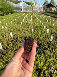 Укорененные черенки в кассетах