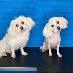 Фото компании  Зоосалон Мон Ами 18