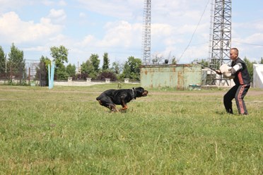 Фото компании  Питомник немецких овчарок и дрессировочный центр ENGELEND 4