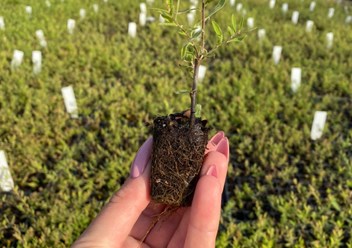 Укорененные черенки в кассетах