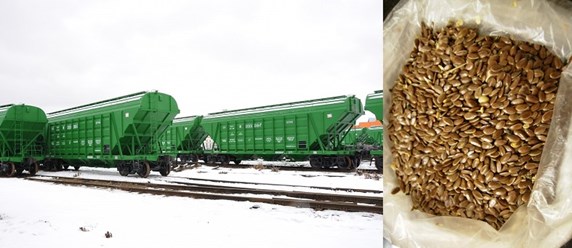 погрузка и отправка масличного льна по ЖД линии на экспорт
