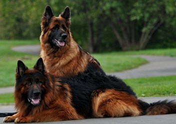 Фото компании  Кинологический центр в Челябинске 3