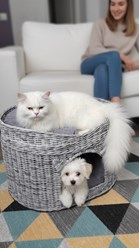 Изделие домик-лежанка "Дуплекс" - стильный аксессуар для животных. Подойдет как для кошки, так и для маленькой собачки (йорк, тойтерьер, шпиц). С таким домиком ваш питомец может уединиться, спрятавшис