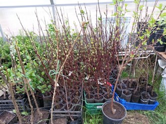 Тепличное проращивание