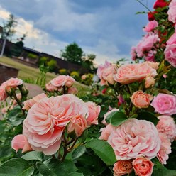 Наши розы расчудесные!