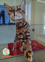 Фото компании ООО Кетс Рум 4