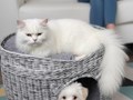 Изделие домик-лежанка "Дуплекс" - стильный аксессуар для животных. Подойдет как для кошки, так и для маленькой собачки (йорк, тойтерьер, шпиц). С таким домиком ваш питомец может уединиться, спрятавшис