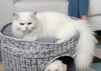 Изделие домик-лежанка "Дуплекс" - стильный аксессуар для животных. Подойдет как для кошки, так и для маленькой собачки (йорк, тойтерьер, шпиц). С таким домиком ваш питомец может уединиться, спрятавшис