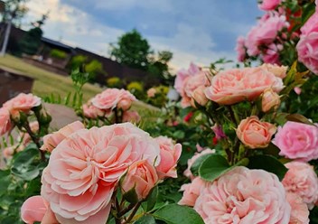 Наши розы расчудесные!