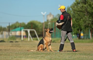 Фото компании  Питомник немецких овчарок и дрессировочный центр ENGELEND 18