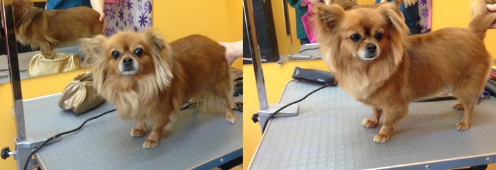 Фото компании ООО Зоосалон "Хвостик" 11