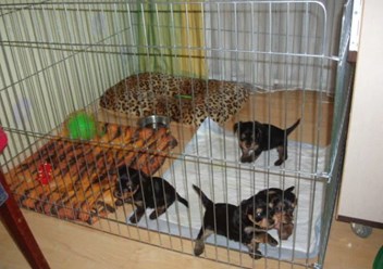 Фото компании ООО СмартДог24 3