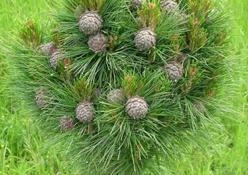 Pinus sibirica `Rekordistka`, Кедр сибирский &quot;Рекордистка&quot;