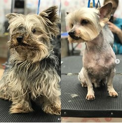 Фото компании  Зоосалон Мон Ами 10