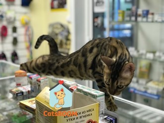 Фото компании ООО Кетс Рум 2