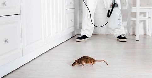 Фото компании ООО ДезИнспектор 5