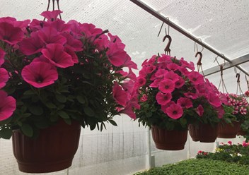 Фото компании  Питомник растений "Зайцево" 6