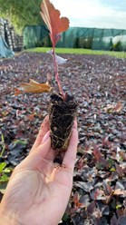 Укорененные черенки в кассетах