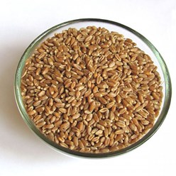 Пшеница для проращивания в мешках оптом и в розницу .Moi-hleb.ru, +7(499)398-28-80