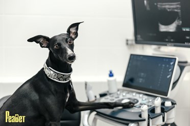 Фото компании  "Реавет" 1