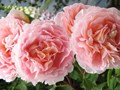 Фото компании  Розовый сад в Краснодаре 3