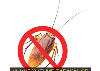 Уничтожение тараканов и клопов во Владимире