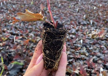 Укорененные черенки в кассетах