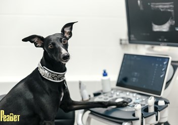 Фото компании  "Реавет" 1