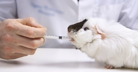 Прием у ратолога